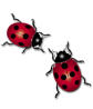 ladybugs.jpg