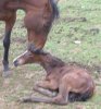 hopefoal.jpg