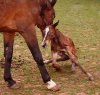 hopefoal1.jpg