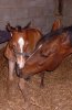 hopefoal2.jpg