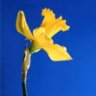 daffodil